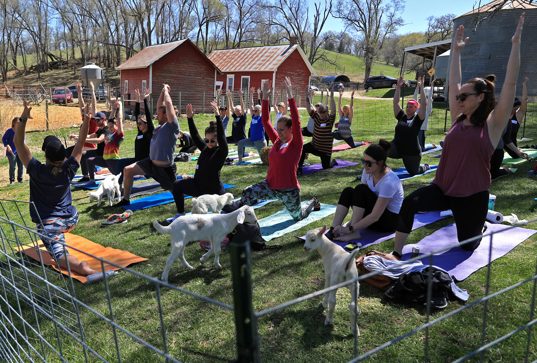 Namaste Goat Yoga